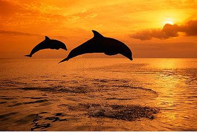 PS2模拟器2.0版发布 性能与功能全面升级